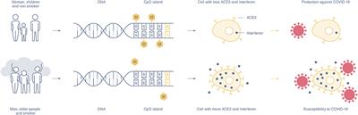 Methylation Pathways and SARS-CoV-2 Lung Infiltration and Cell Membrane-Virus Fusion Are Both Subject to Epigenetics